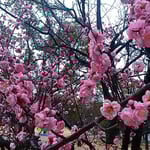 紅梅の幹は黒くそれだけに紅梅の紅が輝いて見えました。　　　　　　　　・紅梅の幹黒ければ紅ことに（和良）