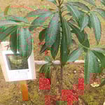 句碑の近くの万両の赤に見惚れて多くの人が足を止めていました。　 　・万両の赤に見惚れて足止まる(和良)