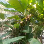 徳島市の丈六寺の墓苑にある大きな芭蕉は破れ始めていました。　・ほどほどに留まってゐる破芭蕉(和良)