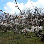 青空から氷雨が降り風の冷たい阿川の梅まつりになりました。　・氷雨降り風の冷たき梅まつり（和良）