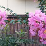 我が家の百日紅は台風が来るという直前に満開になりました。　　　　　　　　・台風を前に満開百日紅(和良)