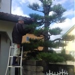 庭師は松を四方から眺め天辺から始め手で毟り鋏を入れていきました。・松手入終り庭師の饒舌に(和良)