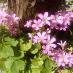 我が家の庭にかたばみの花が咲きました。太陽に眩しそうです。　　　　　　　・かたばみの花に太陽強過ぎる(和良)