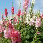 藍住町の立葵は仰ぎ見るほど高く大きくなっていました。　・仰ぎ見るほどの高さや立葵（和良）