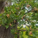 徳島市中央公園の銀杏の大木に銀杏が鈴生りでした。　　。幹折れてゐても銀杏鈴生りに（和良）