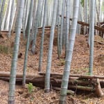 筍の生える竹林の斜面はかなりの急勾配で登るのに苦労しました。　・筍掘る竹につかまりつつ登り(和良)