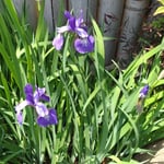 鳴門市の鮨屋の庭先で見た小さな菖蒲の花は凛としていました。　　・菖蒲咲く小振りなれども凛として(和良)