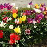 17世紀のオランダで起きたチューリップバブルは有名です。　・チューリップ一つで家が買へたとも（和良）