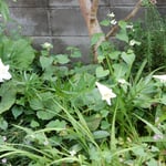 藍住町の自宅の庭に今年も百合の花が咲きました。　　　・ゆっくりと蕾を開き百合の花（和良）