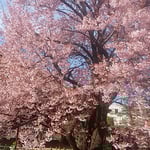 徳島市の原田家住宅では日本舞踊やお抹茶のおもてなしもありました。　　・桜見て日本舞踊もお抹茶も（和良）