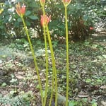 藤井寺で見た曼珠沙華は頼りなそうに立っていました。　　　　・ひょろひょろと四五本ありし曼珠沙華（和良）