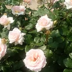 藍住町の薔薇園でヨハンシュトラウスという薔薇を見ました。　　　　　　・ヨハンシュトラウスなる薔薇さ揺れをり（和良）