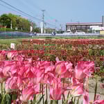 北島町ではまだ少しチューリップが咲いていました。　　　　　　　　　　　　　・太陽へ伸びゆく背丈チューリップ（和良）