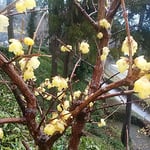 臘梅に雨が降り注ぐと臘梅の花びらが透き通って見えました。　　　　　　　　　・雨滴置く臘梅ことに透き通る（和良）