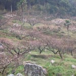 今年は梅が遅く、阿南市の梅林でもほんのりと紅に染まって見えるほどでした。 ・遠目にてあればけぶりて梅の紅(和良)