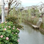 水郷佐原の忠孝橋からの風景です。近くに伊能忠敬の旧宅がありました。　　・芙蓉咲く水の佐原は蔵の町(和良)