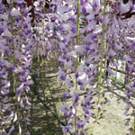 地福寺の樹齢200歳の藤は豆の花を連ねたような花を垂れていました。・豆の花連ねたるごと藤の花(和良)