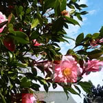 吉野川市の藤井寺の本堂の近くで見た寒椿は輝いて見えました。　・日の差してまぶしきほどや寒椿（和良）