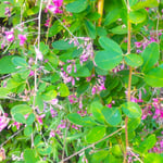 上勝町の月が谷温泉の吊橋を渡ると山道に萩が咲いていました。　　　　・吊橋を渡れば萩の残り咲く(和良)