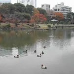 芝離宮では渡り鳥の金黒羽白が鴨とともに羽根を休めていました。 ・離宮にも金黒羽白来てをりぬ （和良）