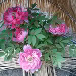 東京上野の東照宮の庭園で寒牡丹を見てきました。　　　　　　　　　　　・気負はずに咲きていじらし寒牡丹（和良）