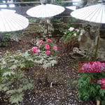 鎌倉の鶴岡八幡宮の牡丹園で見た牡丹です。　　　　　　　　　　　　　　　・ぼうたんの一株毎の和傘かな（和良）