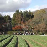去来が住み、芭蕉が嵯峨日記を書いた京都の落柿舎に行ってきました。  ・尋ね来し嵯峨の落柿舎柿の秋 （和良）