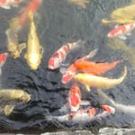 栗林公園の大きな池の鯉に餌をやるとたくさん寄ってきました。　　　　・水澄みて鯉の口髭見える池(和良)