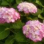 藍住町の農家の紫陽花は雨を待ちわびているようでした。　・紫陽花の一雨毎の彩りよ（和良）