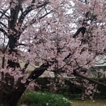 大きな蜂須賀桜は散っても散ってもなお咲き満ちていました。　・散り初めていよよ咲き満つ桜かな(和良)