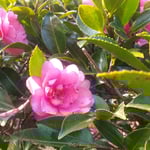 地蔵寺の五百羅漢堂の前庭に山茶花が花をつけていました。　　・山茶花のもう日当たりに咲き初めて（和良）