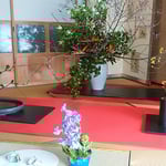 池田高校野球部監督だった蔦文也宅には梅の花が活けられていました。　　・部屋中に香りを満たし梅の花（和良）