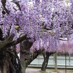 石井町の童学寺では大きな藤が甘い香りを放っていました。　　　　　・門入れば藤の香りの中にゐる(和良)