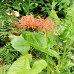 深大寺の境内の近くではまだ曼珠沙華が咲き残っていました。　　　　・残りたる花は嫋やか曼珠沙華(和良)