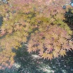 旧芝離宮恩賜庭園の冬紅葉です。遠くからも鮮やかに見えました。　　　　・芝離宮恩賜庭園冬紅葉（和良）