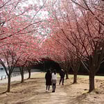 徳島市中央公園の助任川南岸の蜂須賀桜で吟行会がありました。　　　　　・葉も花も赤き蜂須賀桜かな（和良）