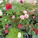 阿波市神宮寺には150種480株の牡丹があり、鉢植えがまだ咲いていました。　・牡丹には昼の日差の強過ぎる(和良)