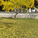 人気のない地蔵寺の奥院には銀杏が散り敷いていました。　　・人気無き奥院銀杏散り敷ける（和良）