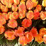 チューリップは輝いて見えました。　　　　　　　　　　　　　　　　　　・太陽を真面に受けてチューリップ（和良）