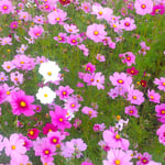 勝浦町の産直市・よってネ市の前の畑にコスモスが咲いていました。　　・コスモスの畑一枚埋め尽くし(和良)