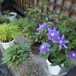 古い町並の続く上三之町では玄関に花を咲かせていました。　　　　　　　　　　　　　　　　　　　　　　　　　　　　　・玄関に鉄線咲かせ古都に住む（和良）