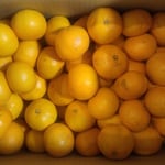 三ケ日の蜜柑にはヤマハの皆さんと蜜柑狩りをした思い出があります。・お歳暮と三ヶ日蜜柑早も来る(和良)