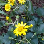 石蕗が咲くと小さな我が家の庭が見違えるほど明るくなりました。　・石蕗咲いて庭の明るくなりにけり(和良)