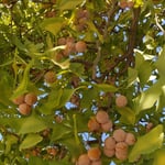 国営昭和記念公園の壮大な銀杏並木の銀杏には銀杏が鈴生りでした。　・銀杏の鈴生りなりし園巡る(和良)