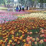 国営ひたち海浜公園にはチューリップの畑も広々とありました。　　　　　・見渡せば視野の果てまでチューリップ（和良）