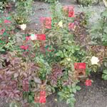 夏の日差に徳島市中央公園の薔薇は悲鳴を上げているようでした。　　・炎帝よ薔薇が悲鳴を上げてゐる(和良)