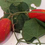 夢道忌の句会場となった藍住町総合文化ホールに烏瓜が並びました。　・何処で採ると聞けば秘密と烏瓜(和良)