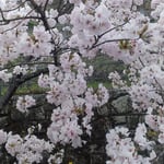 森林公園の曙桜は人気があり毎年見に来る人が多いようです。　・曙桜見んと毎年来る人も(和良)　