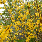 熊谷寺の山吹は日差しを浴びて輝いて見えました。　　　・山吹を眺めて遍路札所立つ（和良）