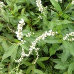 藍住町の散歩道で見た蓼の花です。草むらの中の白が綺麗でした。　・道の辺に白美しき蓼の花（和良）